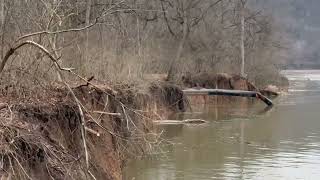 Ancient Shagbark Hickory Taken By The River [upl. by Selyn]