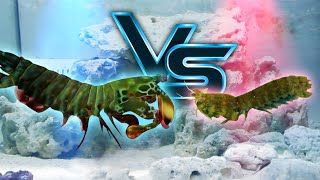 Giant Mantis Shrimp VS Small Mantis Shrimp [upl. by Pergrim375]