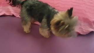 Mini Yorkshire Terrier Akira having some fun [upl. by Novj]