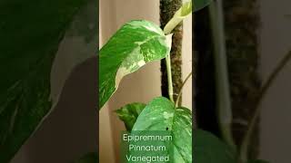 Epipremnum Pinnatum Variegated [upl. by Nomla737]