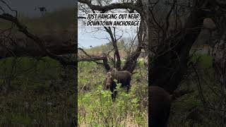 City slicker moose hanging around downtown alaska purealaska nature wildlife moose outdoors [upl. by Henriha]