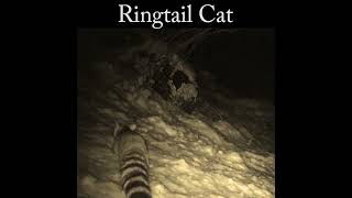 Compare racoon coatimundi and ringtail cat wildlife nature [upl. by Bluefield]