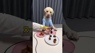 Dog how can I eat what you don’t eat What do you think of me Cute pet debut plan If you don’ [upl. by Alaik]