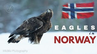 Photographing Golden Eagles  Norway Wildlife  4K  Adam Juckes Photo [upl. by Denison]