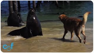 Dog Vs Sea Lion Bark Battle [upl. by Adallard]