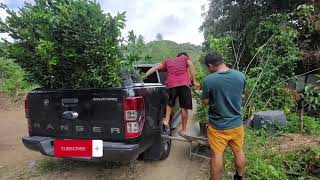 Pagtatanim ng Calamansi at Lemon Seedlings sa aming farm 150 pcs [upl. by Atteloiv604]