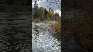 North Umpqua River at Hestness Landing [upl. by Malena]