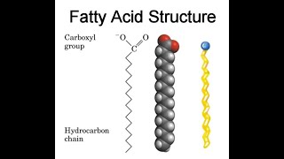 Chemical properties of Fatty Acids Degree of saturation Chain length Melting point Solubility [upl. by Idrahs352]