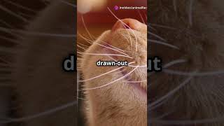 How to understand your cats body language and vocalisationsfacts cats cutecat cutecuteanimals [upl. by Sigismundo751]