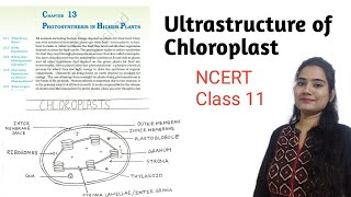 Ultrastructure of Chloroplast  Biology Class 11 NCERT [upl. by Irok]