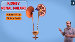 Kidney Renal Failure in Urdu  Hindi  12th Class Biology  Chapter 15  Ucademy [upl. by Llennod748]