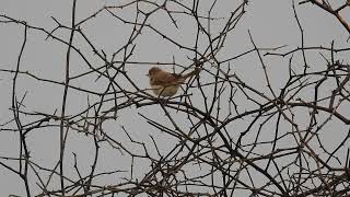 Short glimpse of Sykess warbler at dawn at Sonkhaliya Rajasthan India [upl. by Ydroj]