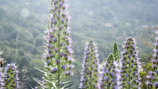 How to Grow Echium [upl. by Memberg248]