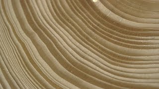 Tree Stories How Tree Rings Reveal Extreme Weather Cycles [upl. by Ammadis]