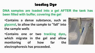 Loading Dye Through Agarose Gel Electrophoresis [upl. by Loree631]