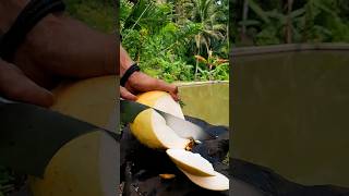 amazingpeel the yellow coconuts asmr satisfying cuttingskills [upl. by Andris]