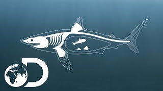 How Do Sharks Mate  Shark Week 2017  INFO BITES [upl. by Kimber455]