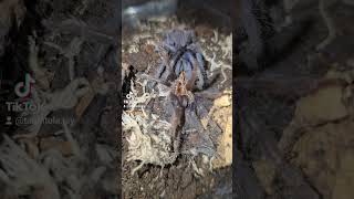 Freshly molted Saizmai tarantula molted spider shorts Lasiocyano [upl. by Andee179]