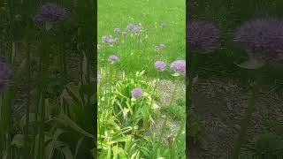 alliums in the garden 5 minutes in the garden ASMR t nature garden [upl. by Teddie]