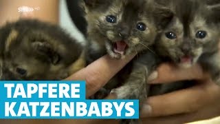 Katzenbabys überleben Autofahrt im Radkasten [upl. by Goulder237]