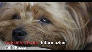 Razza Yorkshire Informazioni e Consigli Utili [upl. by Ika312]