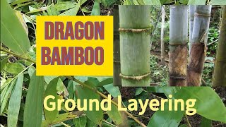 Bamboo Propagation l Ground Layering of Dendrocalamus Giganteus [upl. by Hessler984]