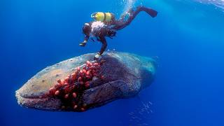 60Ton Whale BEGGED For Help What This Diver Did Next Will Send Chills Down Your Spine [upl. by Luwana]