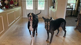 Funny Great Danes Give Opinion About New Puppy Or Kitten [upl. by Weissmann]