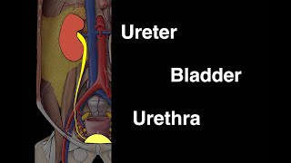 Ureter Bladder and Urethra [upl. by Penni]