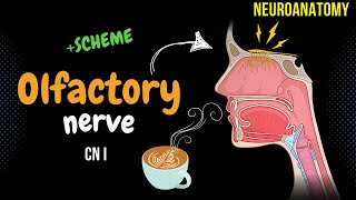 CN 1 Olfactory Nerve DETAILED Scheme  Animation [upl. by Viddah]