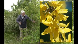 COMMENT TAILLER ET RAJEUNIR UN FORSYTHIA arbuste de printemps [upl. by Anahsak]