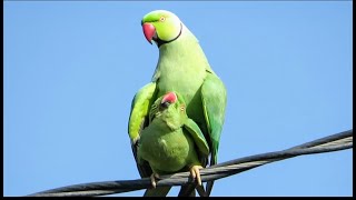 The MATING Games Of The Ringneck Parrots [upl. by Earleen536]