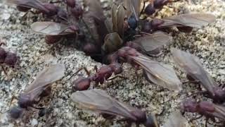 Acromyrmex versicolor alates digging a founding chamber  Desert Center California 10142018 [upl. by Mahau]