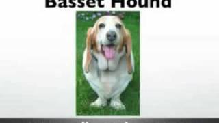 Basset Hounds  Basset Hound  AKC Bassett Hounds  Basset Hound Puppies [upl. by Guibert]