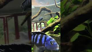 PLANTED CICHLID ROOM DIVIDER AQUASCAPE [upl. by Yramliw]