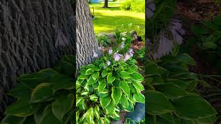 Hostas pjmans gardenshorts garden plants flower zone5 hostas flowergarden flowers hosta [upl. by Nahsed]