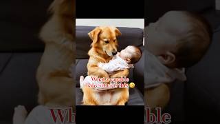 Very good baby sitter funny funnydogs [upl. by Jauch916]