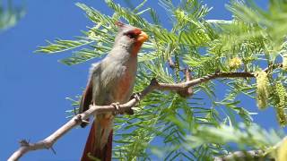 A Pyrrhuloxia Singing In Our Tree May 2020 [upl. by Seedman]