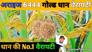 हाइब्रिड धान की बेस्ट वैरायटी। Arize 6444 Gold Dhaan Seeds। Hybrid Paddy Seeds। [upl. by Rehpotirhc251]