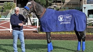 Arrogate  2016 LONGINES Worlds Best Racehorse [upl. by Jena]