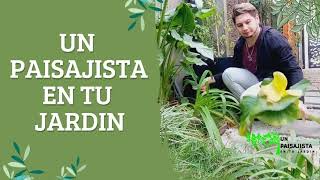 Transforma Tu Jardin Con El Jazmin Helice Cuidados Y Secretos Para Un Aroma Inolvidable [upl. by Farlay]