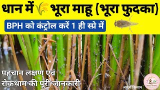 धान में भूरा फुदका या भूरा माहू  brown plant Hopper bhura mahu ki dawa  pexalon  syngenta Chess [upl. by Allecram351]