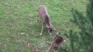 Archery Season 2010 Bow Hunting Pennsylvania 2 [upl. by Robins]