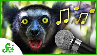 The Evolution of Animal Music  SciShow News [upl. by Vito546]