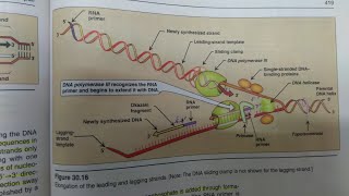 DNA Replication in Prokaryotes  BIOCHEMISTRY [upl. by Naeroled]