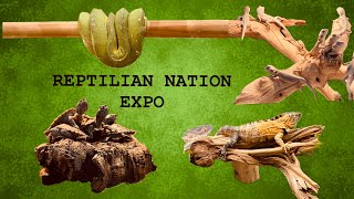 Reptilian National Expo [upl. by Maire]