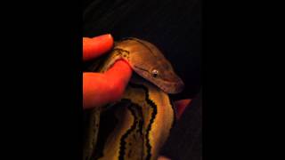 Reticulated python 1st massage [upl. by Anthe]