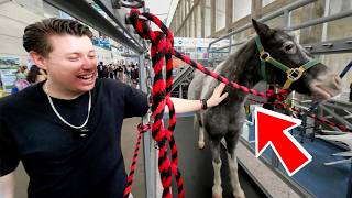 La EXPO mas grande de veterinaria en todo México y Latinoamérica [upl. by Latrice742]