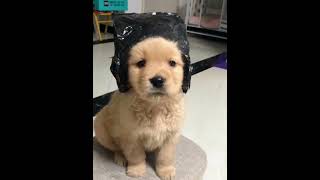 Puppy Surprise A Heartwarming Reunion puppy funny pets cute [upl. by Wayne]