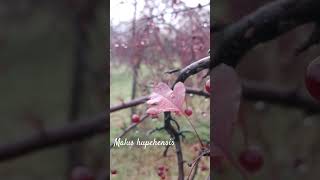 Funny malus hupehensis or Chinese crab apple shorts herbarium snow [upl. by Radman]